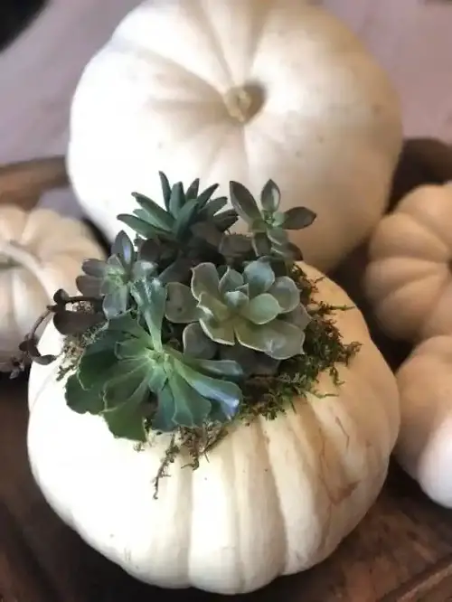 Cute and Unusual DIY Pumpkin Planter