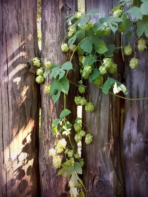 Top Vegetables for Vertical Growth
