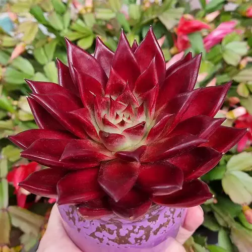 The Most Gorgeous Roseum Succulents You Can Plant
