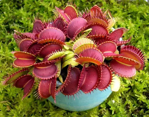 Grow Carnivorous Plants