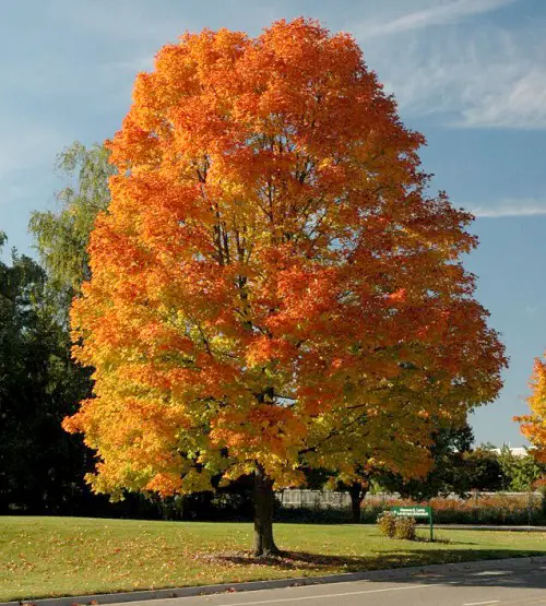 Trees with Yellow Foliage