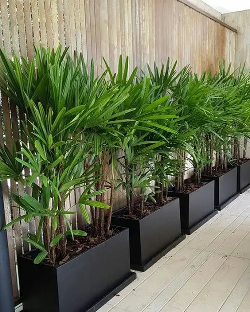 Grow Palms in Rectangular Planters by the Fence