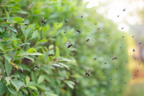 DIY Mosquito Traps for Garden and Home
