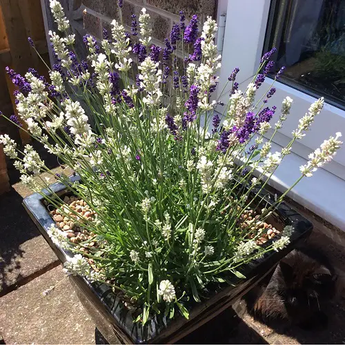 Types of Lavender in contenier