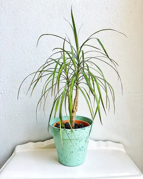 lovely Adorable little houseplants