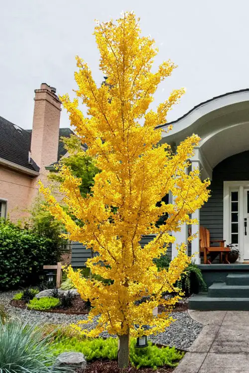Magnificent Trees with Yellow Leaves