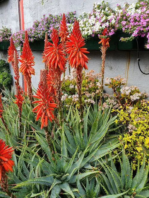 best Stunning Succulents with Red Flowers