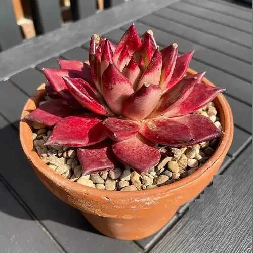 best Gorgeousest Roseum Succulents for Gardening
