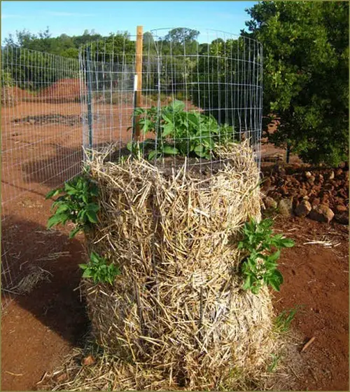 Vegetables for Vertical Growth