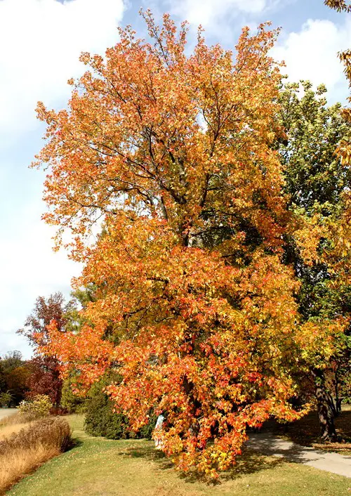 top Magnificent Trees with Yellow Leaves