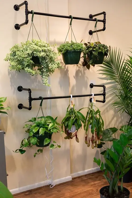 Display Philos, Winter Creeper, and Pitcher Plant on a Cloth Rack