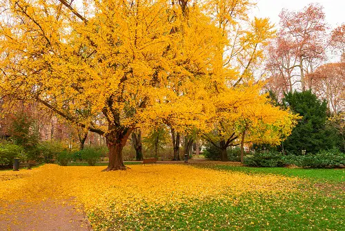 top Magnificent Trees with Yellow Leaves
