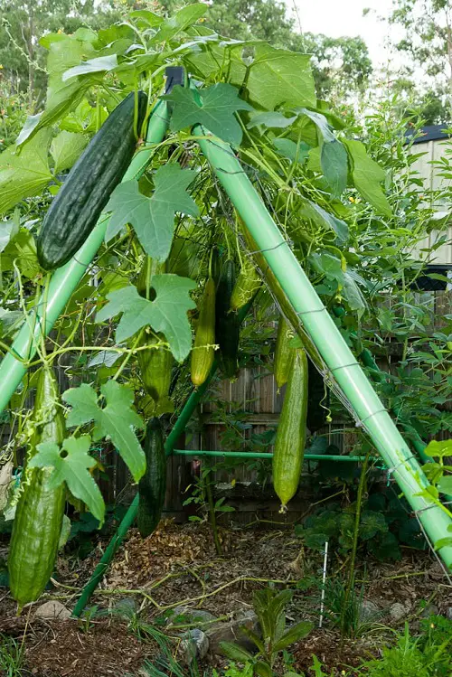 The Best Plants for Vertical Growth