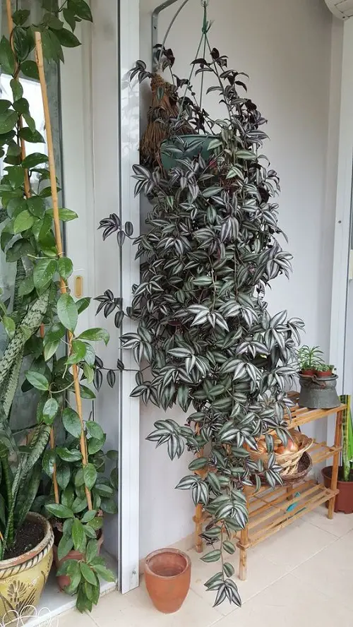 Inchplant Dangling Down in a Plant Hanger