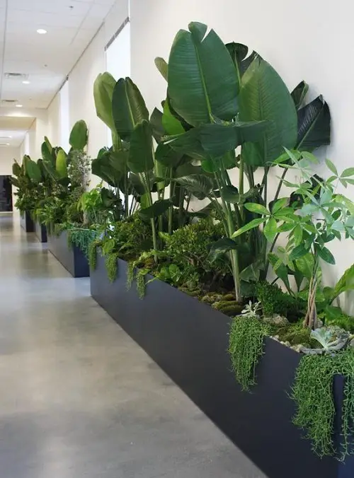 Invite Biophilic Vibes with Tall Banana Plants and String Succulents