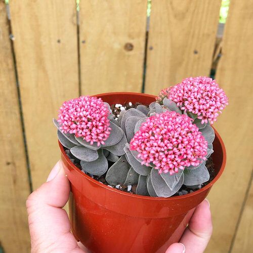 best Magnificent Red-Flowered Succulents