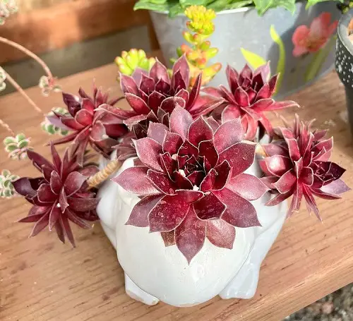 Gorgeous Roseum Succulents You Can Plant