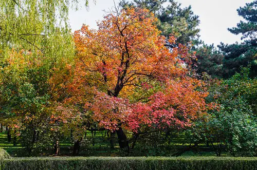 Magnificent Trees with Yellow Leaves
