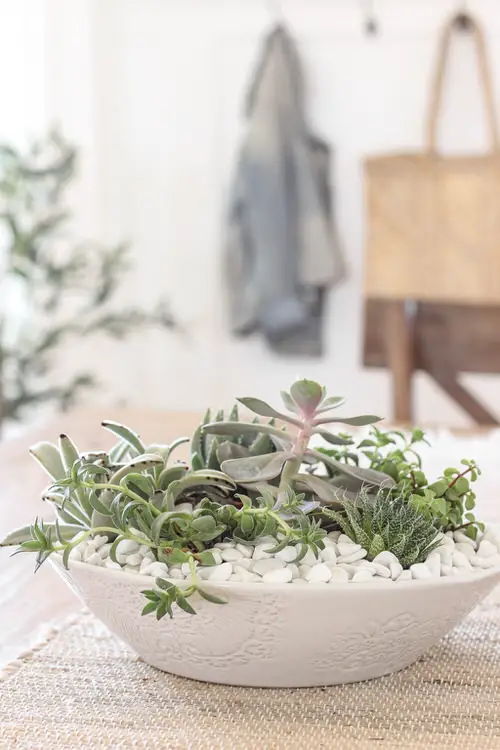 Succulent Bowl Centerpiece