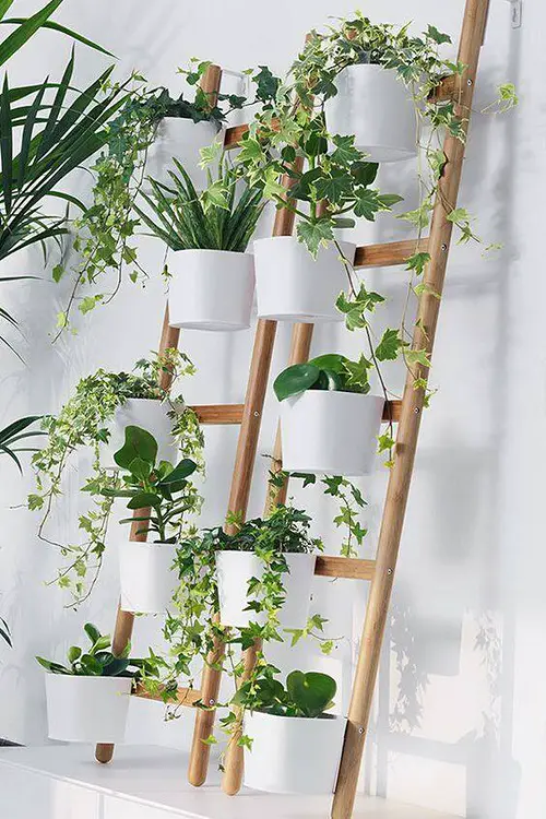 Use Ladders to Hang Aloes, Ivy, and Other Ornamental Plants