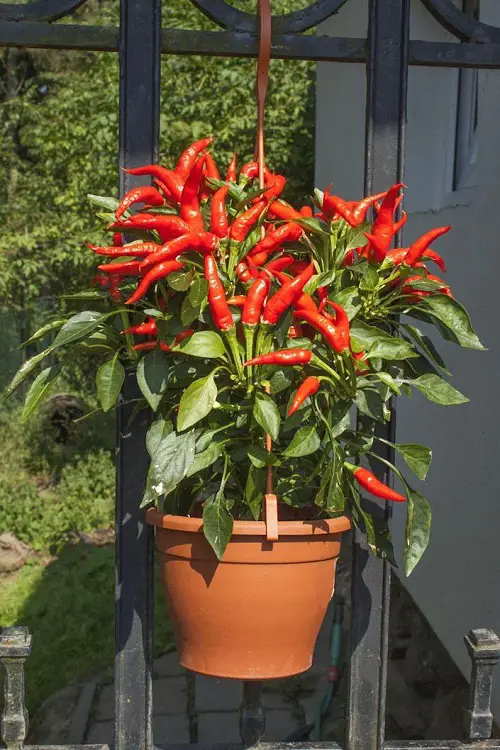 Best Plants for Vertical Growth