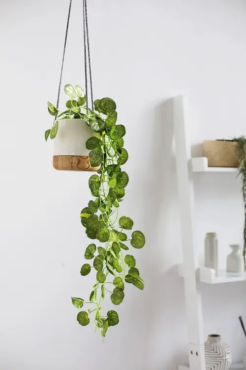 Suspend a Ceramic Pot with Variegated Creepers