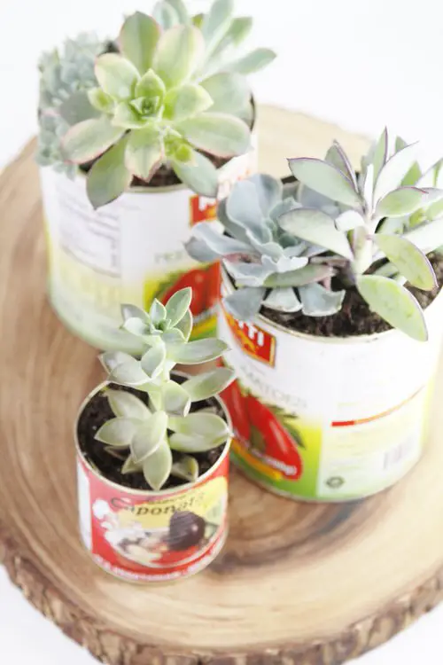 Recycled Can Succulent Centerpiece