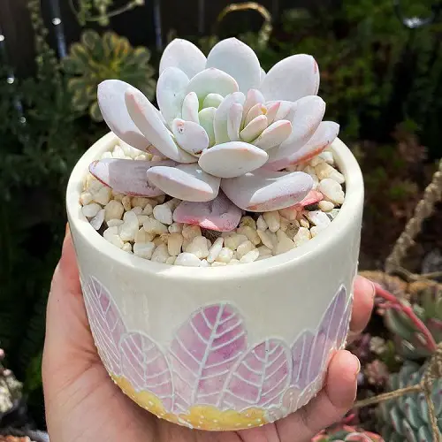 Gorgeous Roseum Succulents You Can Plant 