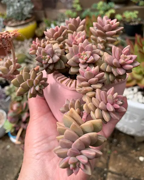 24 Most Beautiful Roseum Succulents You Can Grow! 10