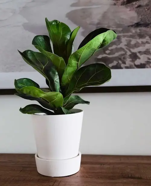 Different Types of Ficus Lyrata indoor