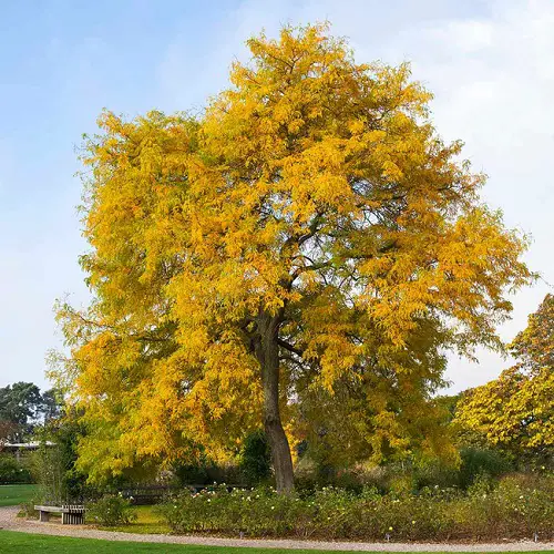 most Beautiful Trees with Yellow Foliage