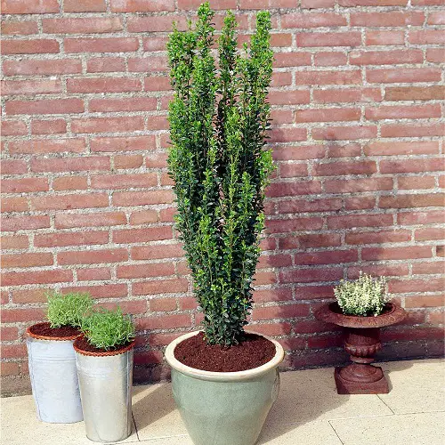 Best Narrow Trees for Containers & Small Gardens
