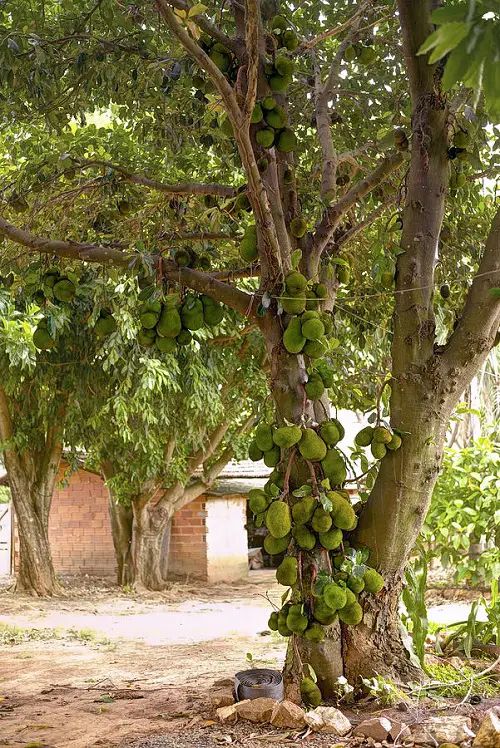 Delicious Vegetables that Grow on Trees