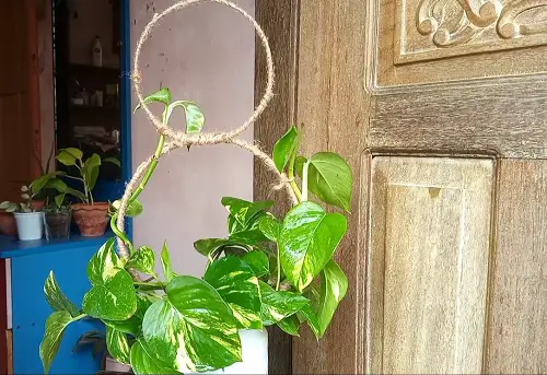 Spherical Trellis Adding Charm to the Interiors