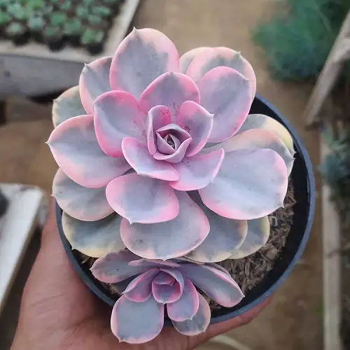 top Most Beautiful Roseum Succulents You Can Grow! 11