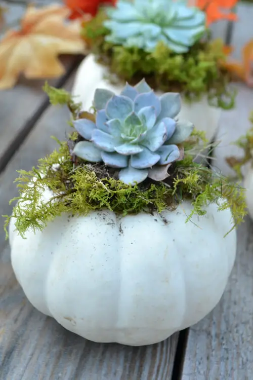 Mini Pumpkin Centerpiece