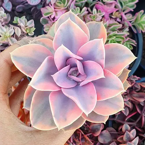 Most Beautiful Roseum Succulents You Can Grow!
