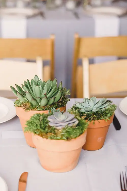 Terracotta Pots Succulents Centerpiece and Arrangement Ideas