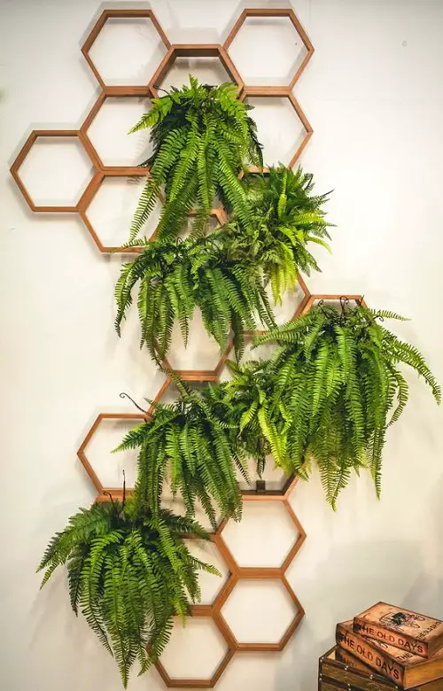 Dangling Ferns in Geometric Shelf