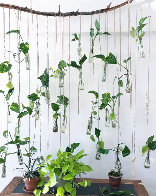 Hanging Plant Garden from a Twig