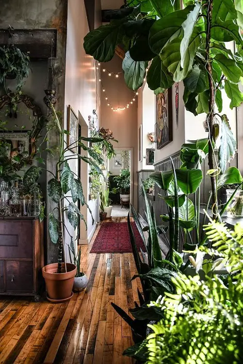 Display Large Foliage Plants and Decorate with String Lights