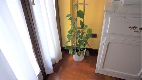 Bamboo Trellis for Pots