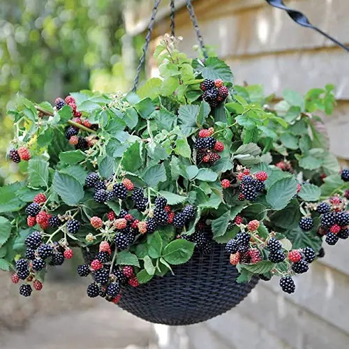Amazing Berries to Grow in Hanging Baskets