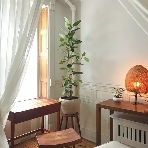 beautiful Different Types of Ficus Lyrata