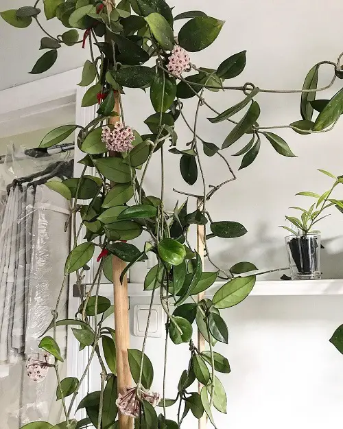 best Indoor Plants to Give Your Home a Jungle Vibe