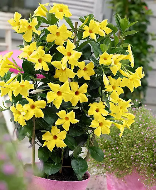 top Best Mandevilla Varieties to Grow in Pots
