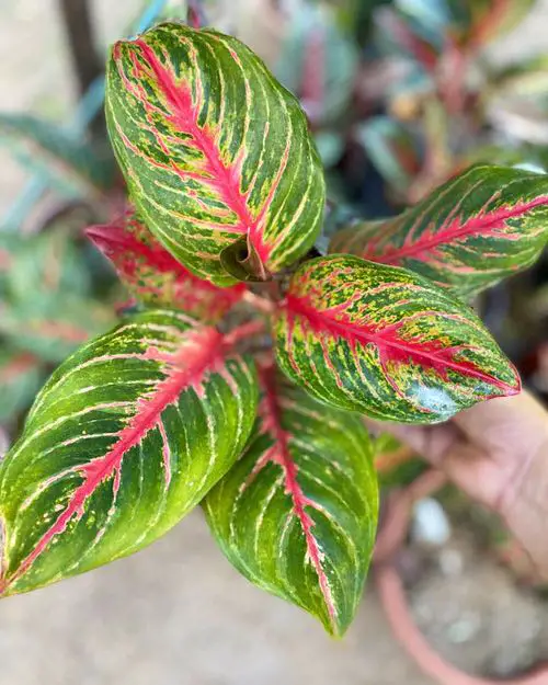 Amazing Best Tricolor Aglaonemas You Must Grow