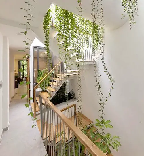 Indoor Vine Ideas For Your Home 