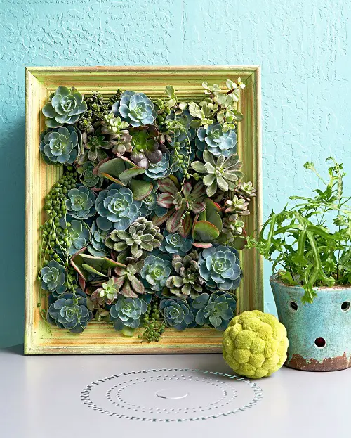 Living Succulent Picture Frame that You Can Hang Anywhere