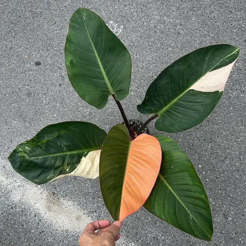 Philodendron Red Congo Plant Information